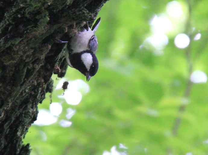 187.浙江缙云仙都农家乐（-）朱潭山鸟图