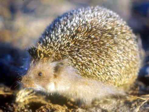 动物世界：山寨还是原创之三