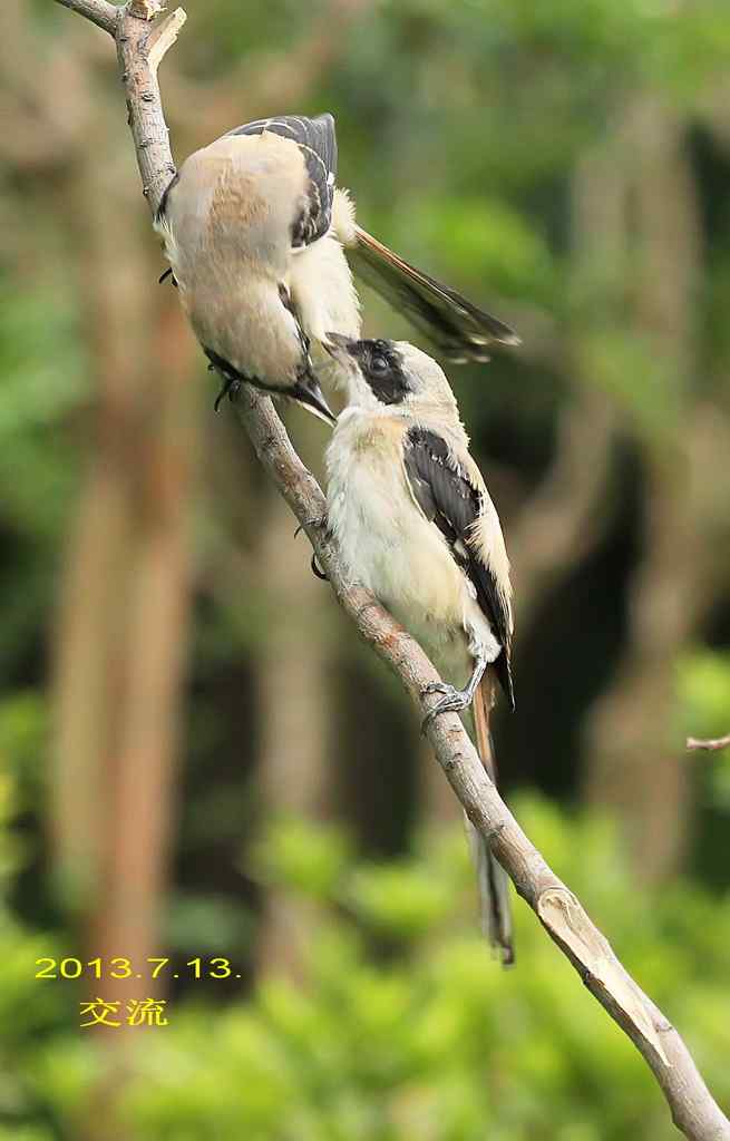 207.小伯劳成长记（3）亲鸟育儿篇