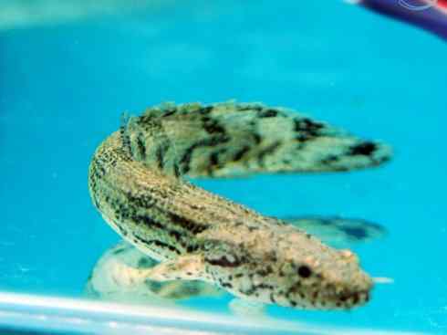 鱼类活化石:多鳍鱼 鱼类活化石:多鳍鱼