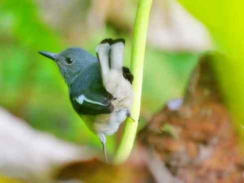 雀鸟也彪悍：谁怕谁（鹊鸲）
