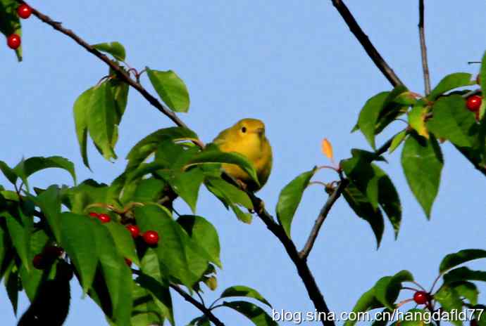 黄色林莺(2) 黄色林莺(2)