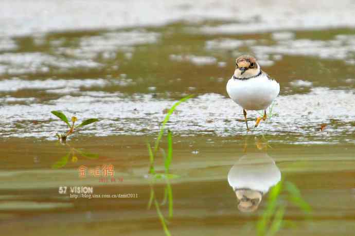 几张金眶鸻祝鸟友们国庆快乐