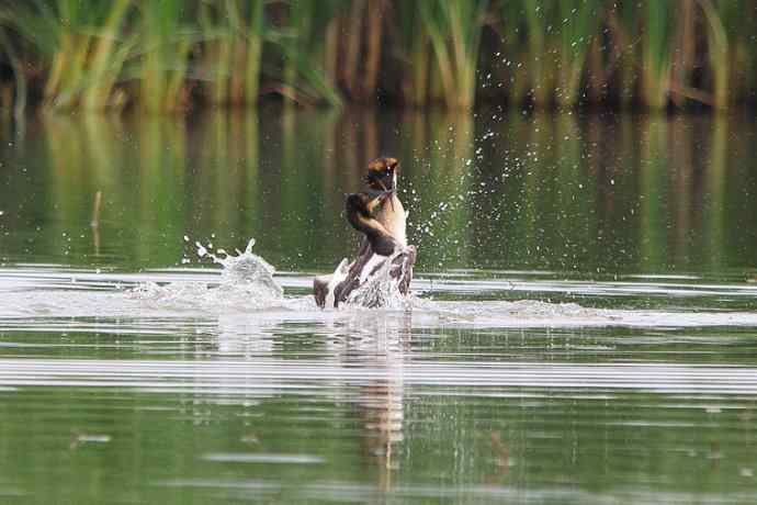 凤头鸊鷉（五）护犊撕打