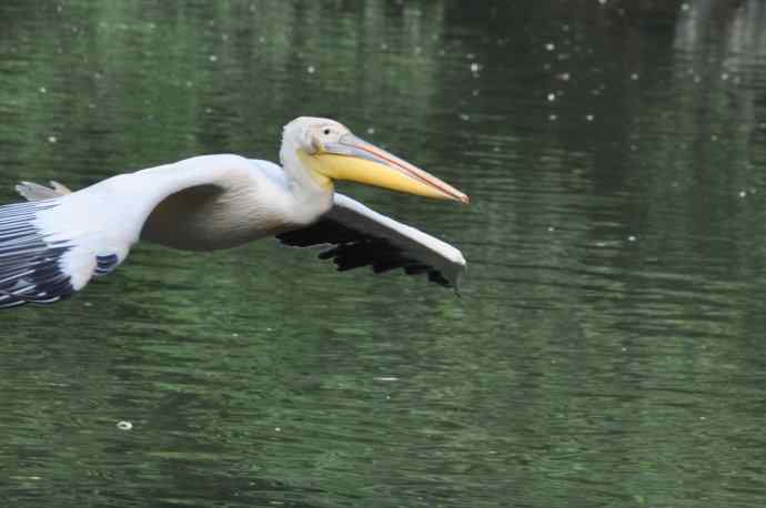 再拍大鹈鹕 wbr wbr4