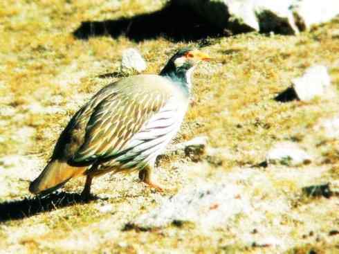 家禽驯化之源之十