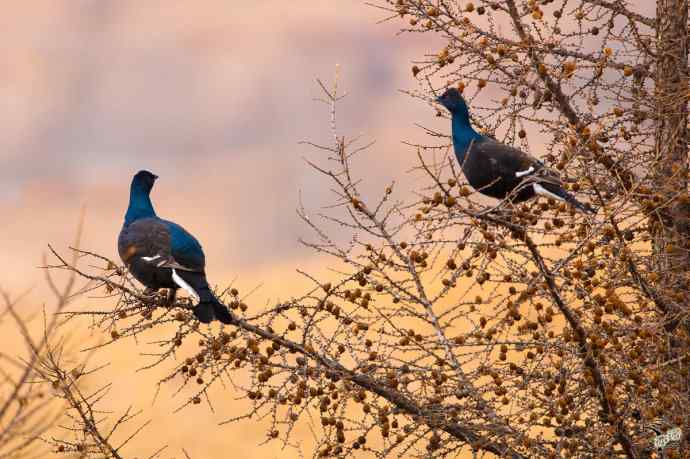 身上有雪粒的黑琴鸡 身上有雪粒的黑琴鸡