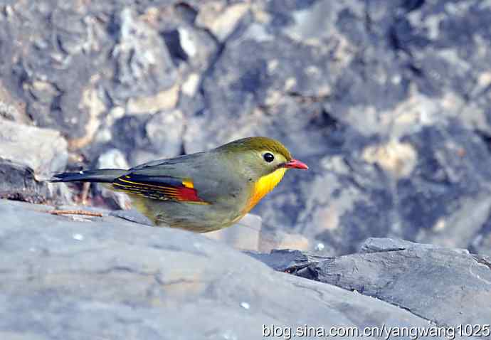 相思鸟 wbr2 相思鸟 wbr2