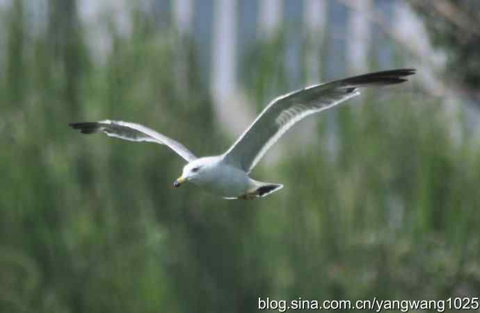 飞（海鸥与夜鹭） wbr2