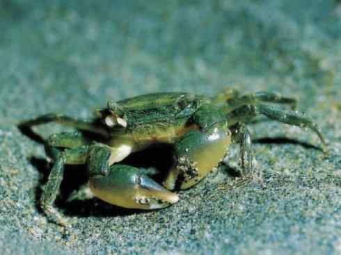 自然奇观：动物大迁徙(红蟹）