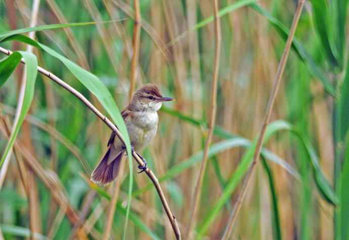 东方大苇莺（2）