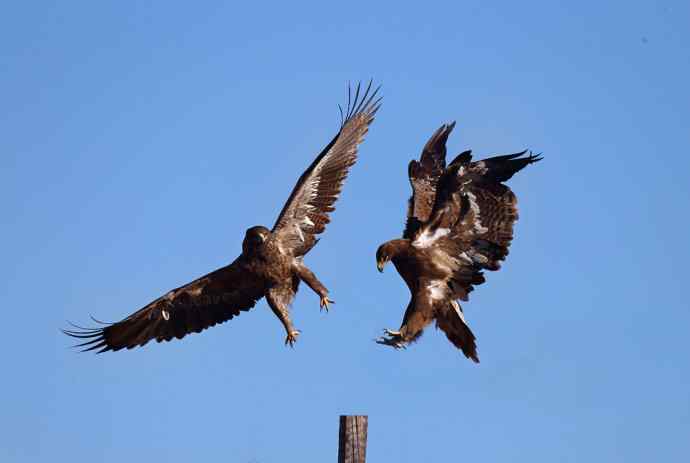 千里突击鈥湶菰疋澲溄葑阆鹊氢