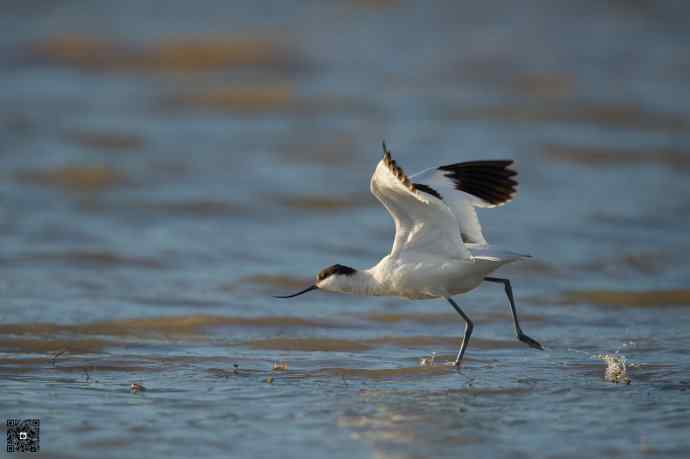 一组野鸭湖的鸻(heng)鹬(yu)类鸟