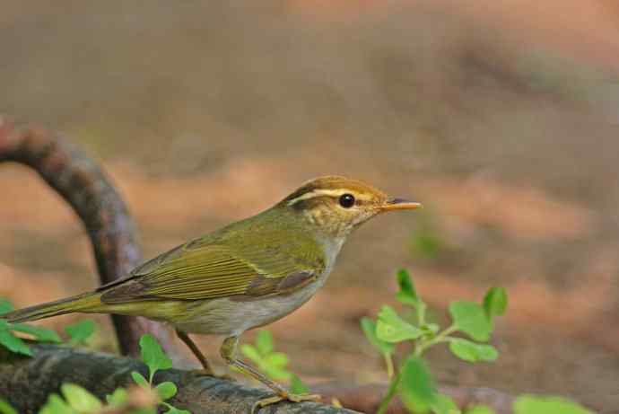 冕柳莺（记录版）