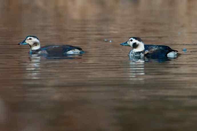【新鸟】游白河 wbr初识长尾鸭 【新鸟】游白河 wbr初识长尾鸭