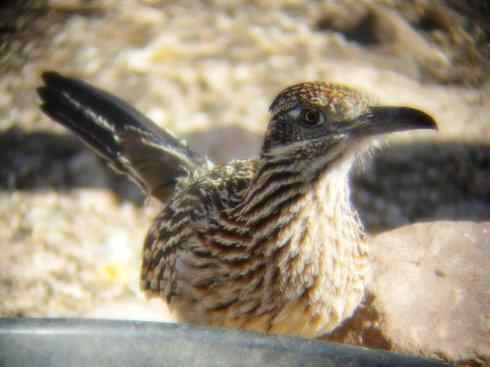 天生猎手：非猛禽类猎手之四（荒漠猎手走鹃）