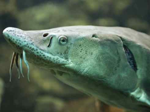 鱼类活化石：中华鲟