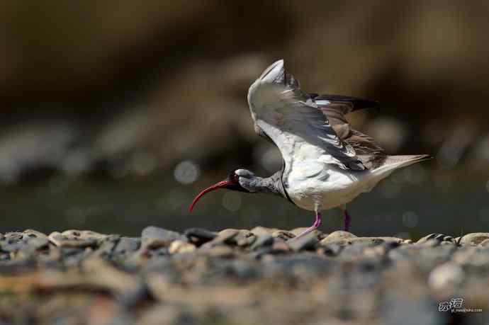 轻寒薄暖，再上川西