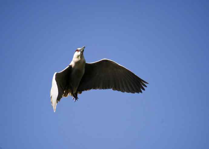 夜鹭(2011年4月) 夜鹭(2011年4月)