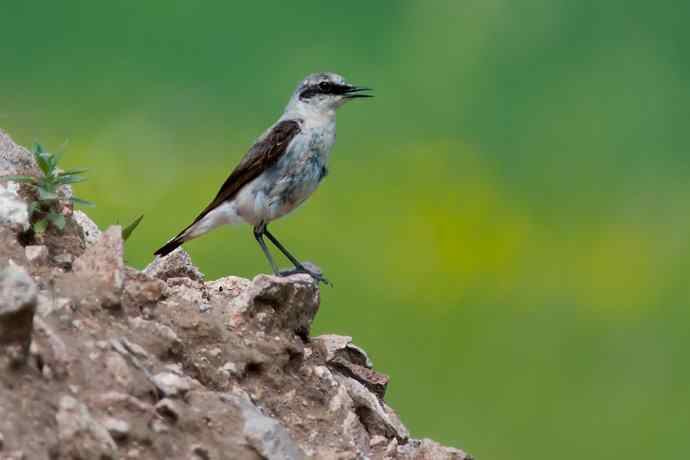 【新鸟】坝上鸟.穗鵖