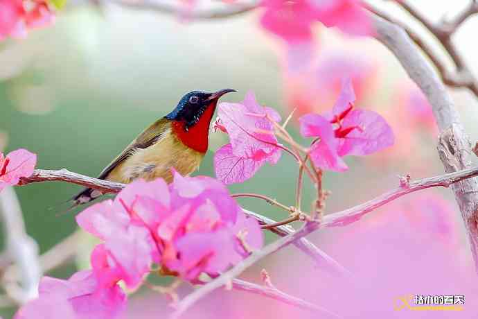 我的“太阳”——厦门拍“叉尾太阳鸟”