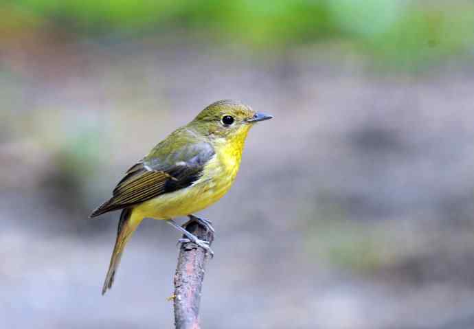 雌性绿背姬鶲（1）