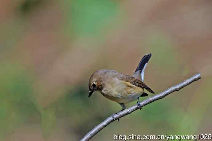 秋天的红喉姬鹟（11）