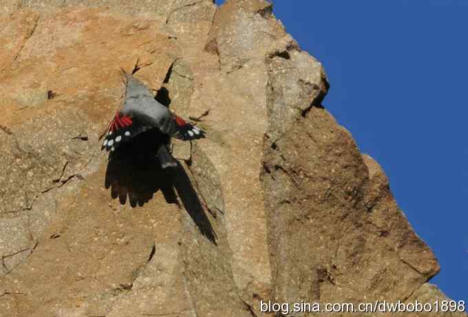 优雅红翅 旋壁山岩