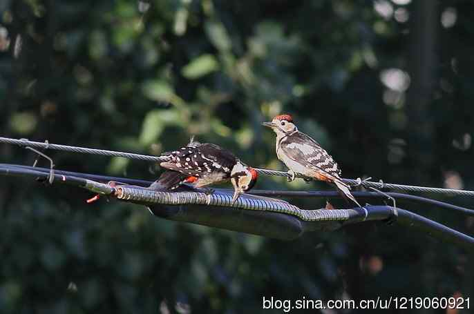 大斑啄木鸟（2）