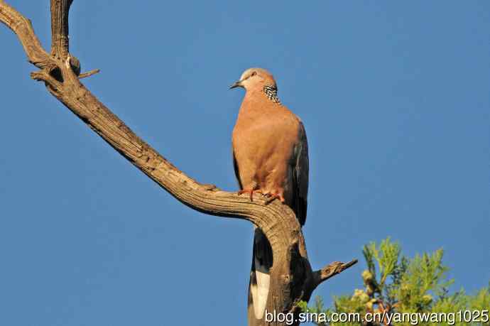 珠颈斑鸠(随拍) 珠颈斑鸠(随拍)