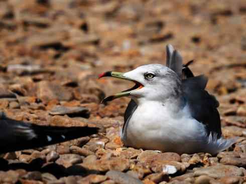 白头鸟系列：另类的美丽10（海鸥）