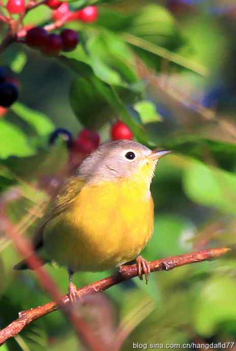 黄喉虫森莺