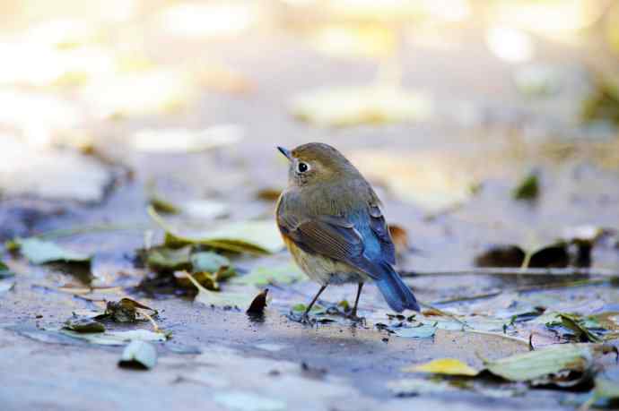雄性红胁蓝尾鸲