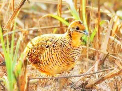 家禽驯化之源之十