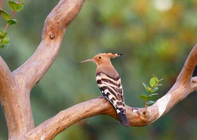 [初级观鸟讲座第5课]一步一步认识武汉的一百种鸟：公园观鸟（三）伯劳戴胜小鸊鷉