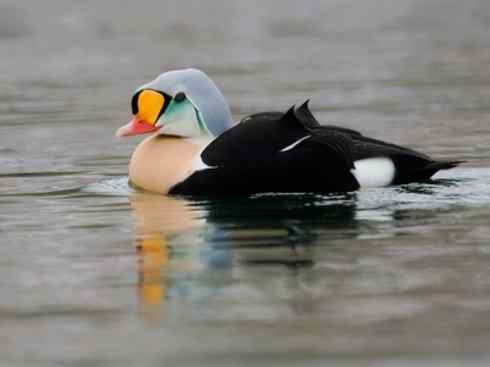 欣赏：美丽的海鸭
