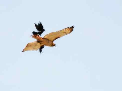 雀鸟也彪悍：黑衣杀手（秃鼻乌鸦）