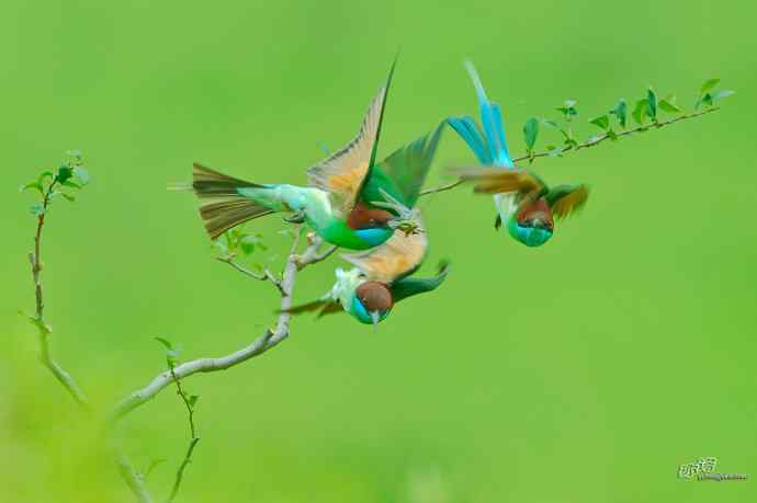 蓝喉蜂虎繁育季