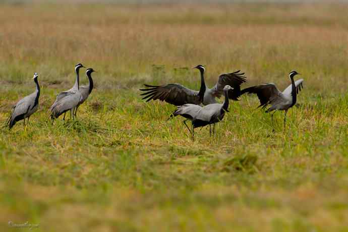 达里诺尔邂逅超大群蓑羽鹤