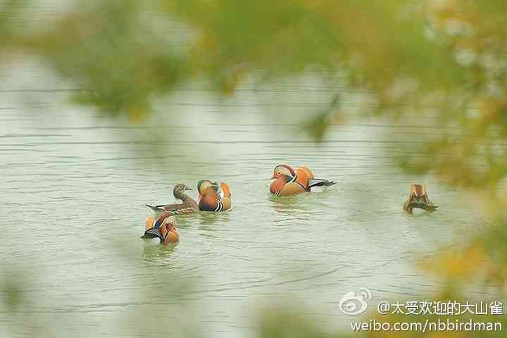 尽日无人看微雨，鸳鸯相对浴红衣