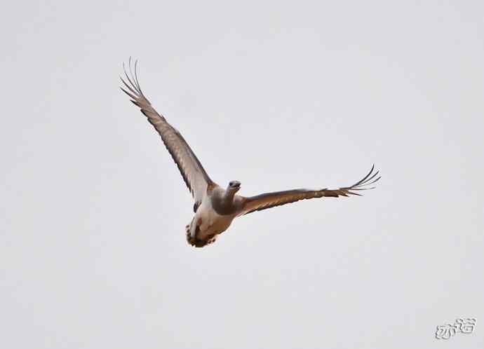 密云水库&nbsp;wbr路&nbsp;wbr大鸨