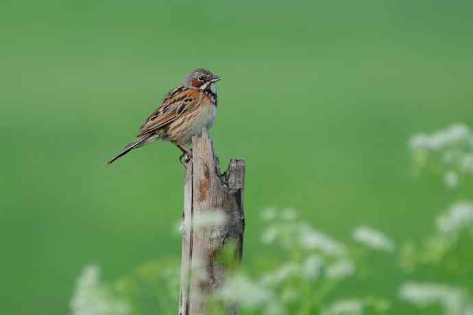 【新鸟】坝上鸟.栗耳鹀☆
