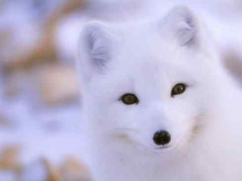 犬科：狐亚科之北极狐（雪鸮、雷鸟）