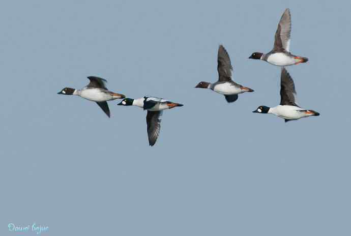 春来西堤好鸭多