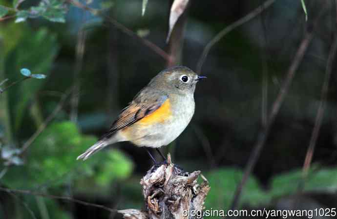 雌性红胁蓝尾鸲（62）