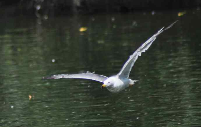 海鸥与打架的鸿雁 海鸥与打架的鸿雁