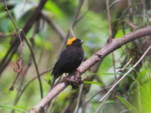 美丽无罪：雀鸟之雀类