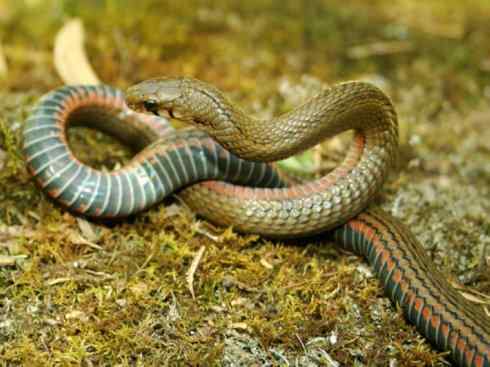 龙:传说的兽原型探秘(游蛇类) 龙:传说的兽原型探秘(游蛇类)