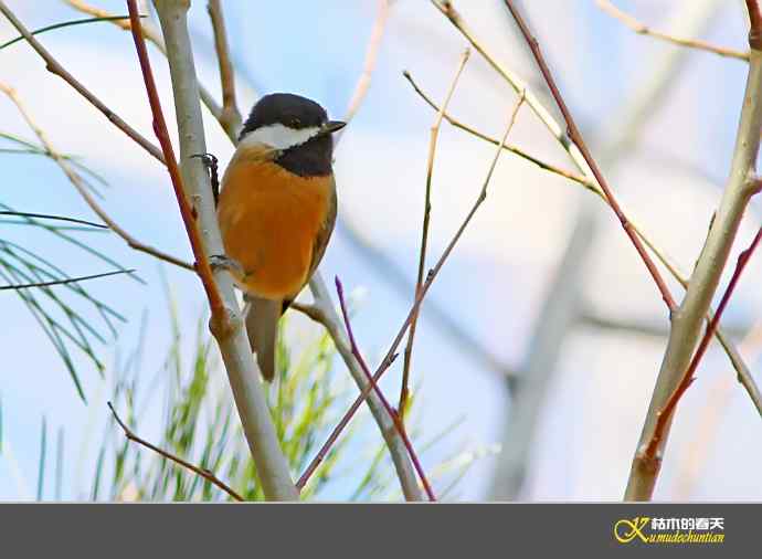 川西北高原记录的鸟（之二）