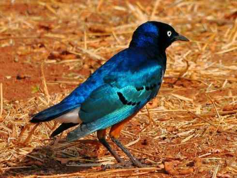 美丽无罪：雀鸟之辉椋鸟